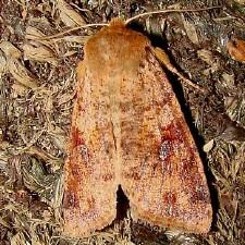 Orthosia rubescens