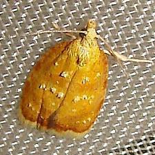 Acleris curvalana