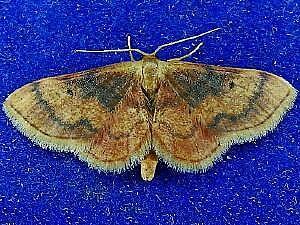 Idaea demissaria