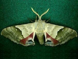 Pachysphinx modesta