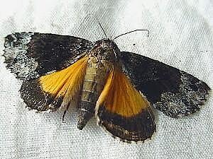 Allotria elonympha