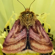 Schinia mitis