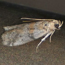 Sciota gilvibasella