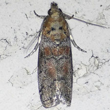 Sciota gilvibasella