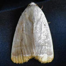 Bagisara albicosta