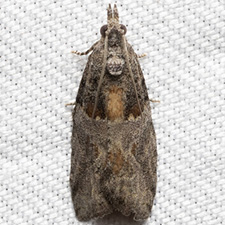 Epinotia pulsatillana