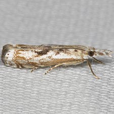 Microcrambus kimballi