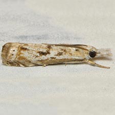 Microcrambus kimballi