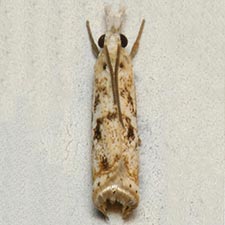 Microcrambus kimballi