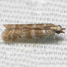 Ephestia columbiella