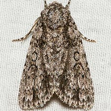 Acronicta hamamelis