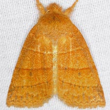 Pyreferra slotteni