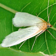 Sitochroa dasconalis