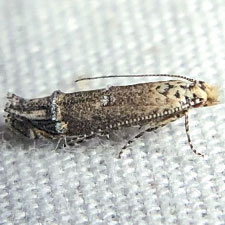 Naera fuscocristatella