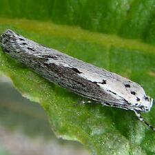 Ethmia arctostaphylella