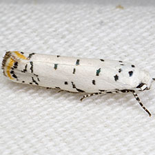 Ethmia davisella