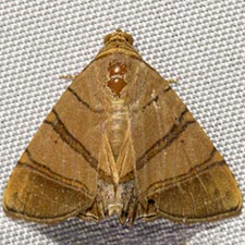 Eulepidotis addens