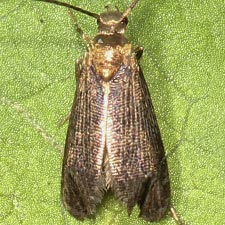 Abrenthia cuprea