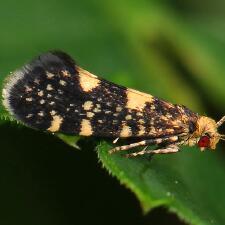 Lampronia corticella