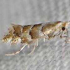 Phyllonorycter emberizaepenella