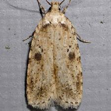 Agonopterix arenella