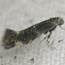 Elachista alpinella