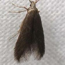 Coleophora serratella