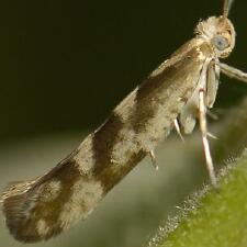 Argyresthia pygmaeella