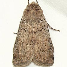 Euxoa immixta