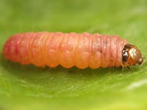 Epinotia lindana