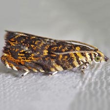 Dichrorampha leopardana