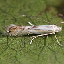 Phyllocnistis liriodendronella