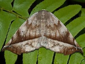 Eutrapela clemataria