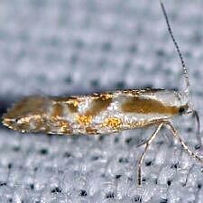 Argyresthia freyella