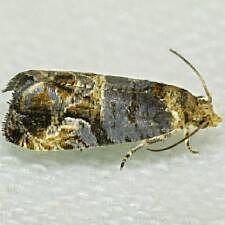 Paralobesia viteana