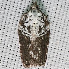 Acleris flavivittana