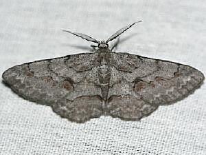 Iridopsis vellivolata