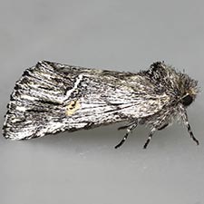 Ursia noctuiformis