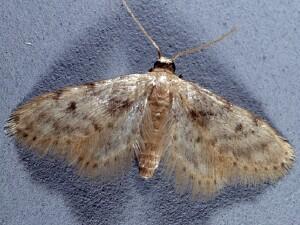 Idaea bonifata