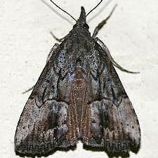 Hypena scabra