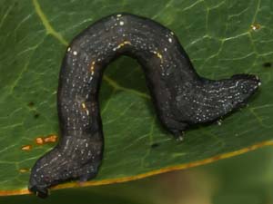 Exelis pyrolaria