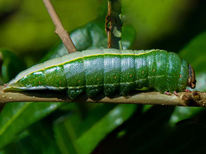 Heterocampa astarte