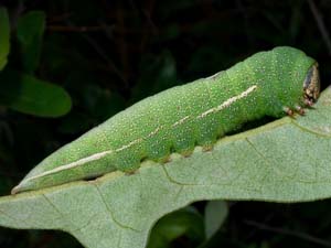 Heterocampa varia