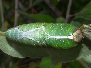 Heterocampa varia