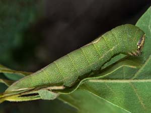 Heterocampa varia