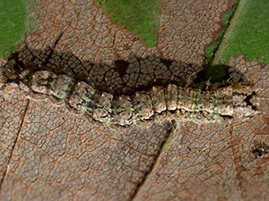 Acronicta exilis