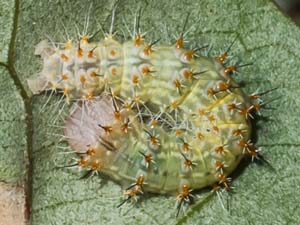 Acronicta brumosa