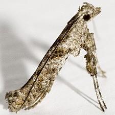 Caloptilia fraxinella