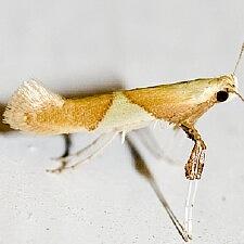 Caloptilia packardella