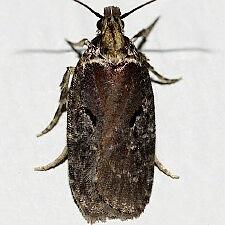 Agonopterix lythrella